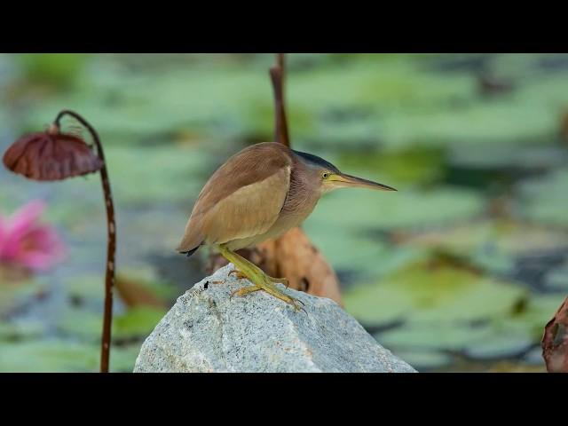 Birds' voices As sings Bittern