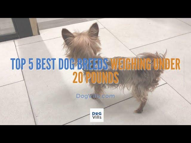 Top 5 Best Dog Breeds Weighing Under 20 Pounds