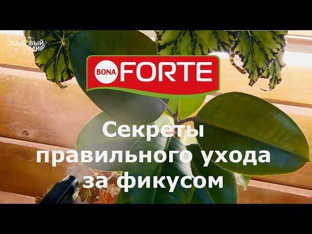 Секреты правильного ухода за фикусом. Удобрение для фикусов и пальм от Bona Forte.