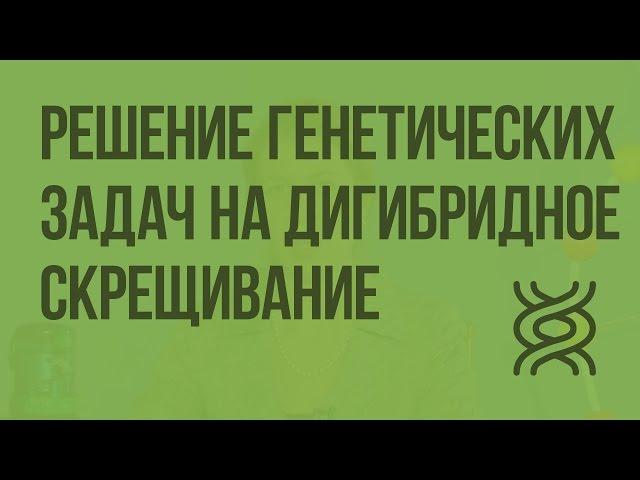 Решение генетических задач на дигибридное скрещивание. Видеоурок по биологии 10 класс