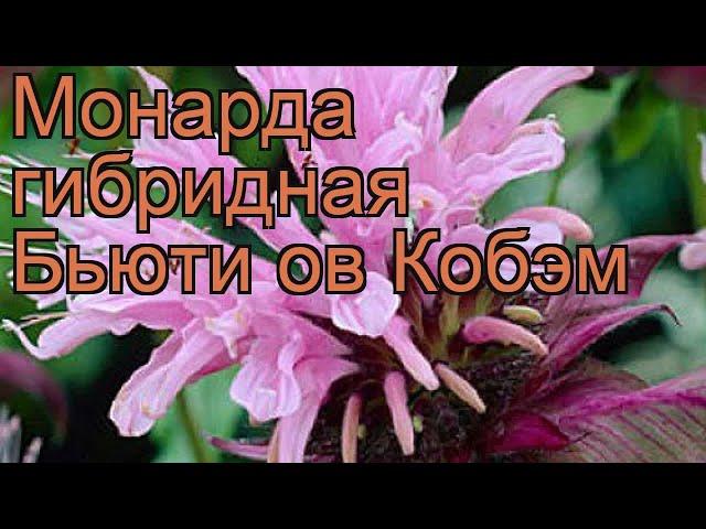 Монарда гибридная Бьюти ов Кобэм  обзор: как сажать, рассада монарды Бьюти ов Кобэм