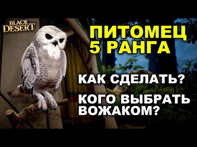 ПИТОМЕЦ 5 РАНГА в БДО. Как разогнать фарм в BDO - Black Desert