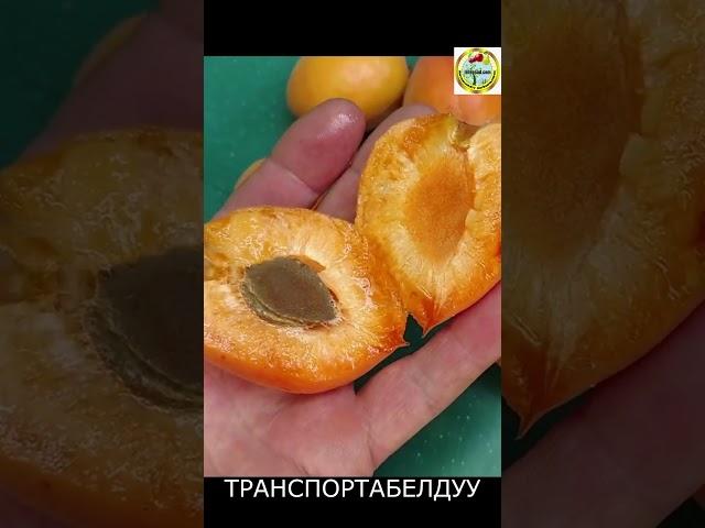 Орук ВАНДЕРКОД (ультра ранний)  эрте бышуучу сорт ватсап 0777621007