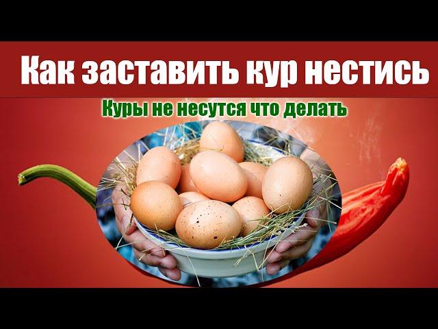 Куры не несутся что делать | как заставить кур нестись