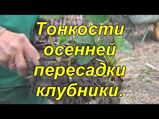 Как правильно ПЕРЕСАДИТЬ клубнику осенью (100%)