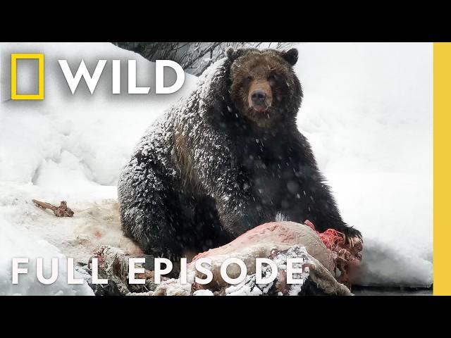 A National Park's Frigid Winter (Full Episode) | Wild Yellowstone | Nat Geo Animals