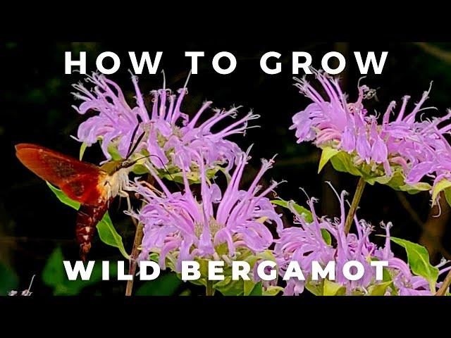 Complete Guide to Wild Bergamot, Monarda Fistulosa