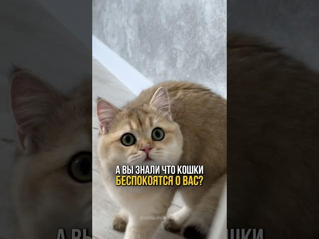 Почему кошки будят вас по утрам? Причина не только в голоде.