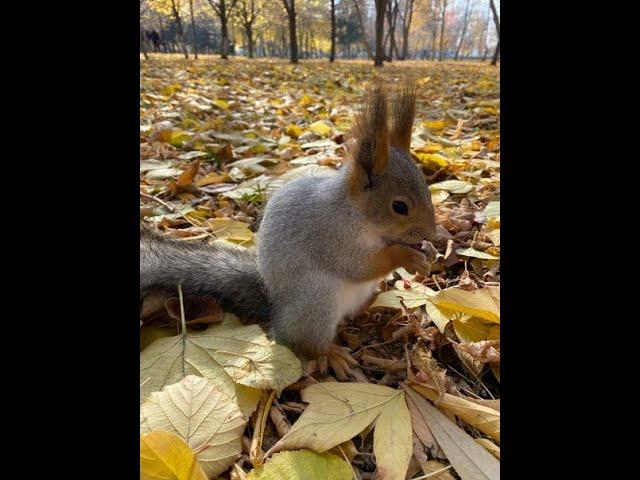 "Лысуха"