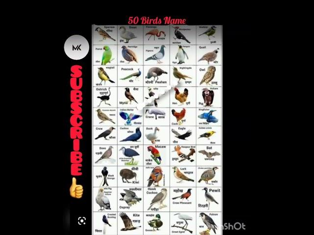 Birds Name in English & Hindi#mk #shorts #education @learnwithmk5825