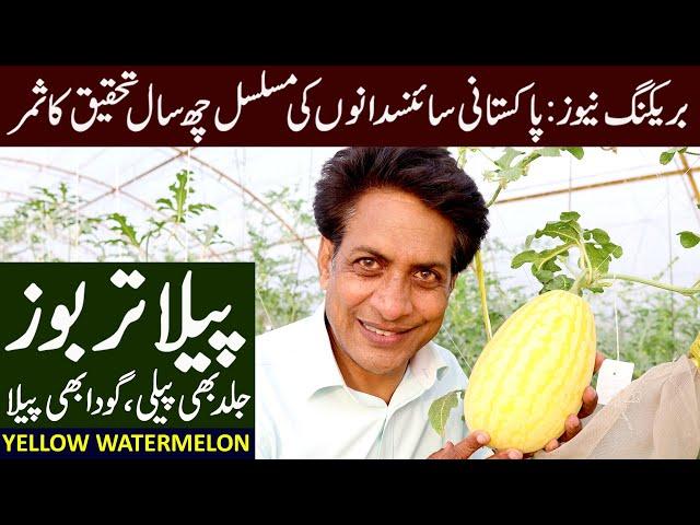 YELLOW Watermelon Variety Developed by PAKISTANI Scientists | May 2024