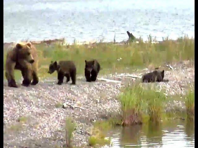 The sad loss of a bear cub. Explore.org 07 July 2020