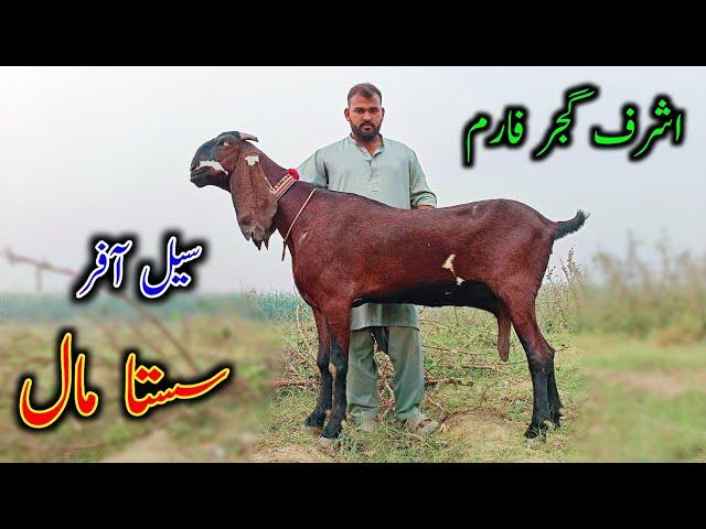 Goats Looking For New Home - Ashraf Gujjar Goat Farm