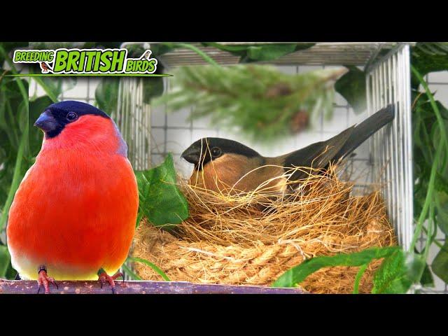 The 2023 Breeding Pairs | Breeding British Birds S3 : Ep1