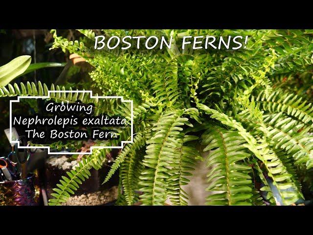 Boston Fern Care || Fern Friday