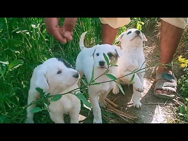 Family Takes 3 Kids And 3 Dogs On"Vacation" | The Dodo