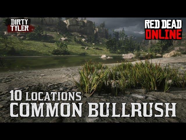 Common Bulrush Locations Red Dead Online (RDR2)