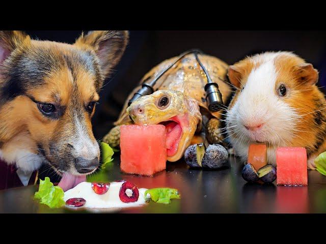 Dog Turtle Tortoise Guinea Pig  ASMR Mukbang Eating Food