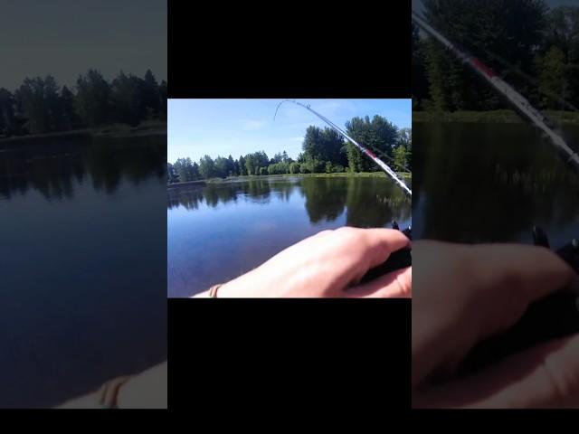 Trying to catch king Toby #fishing #pike #carp #sportfishing #fishinglife #fishingvideo