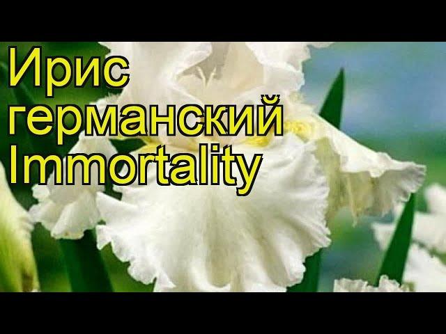 Ирис германский Имморталити (Бессмертие). Краткий обзор, описание iris germanica Immortality