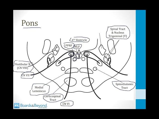 Neurology Step 1 — Brainstem — Boards and Beyond