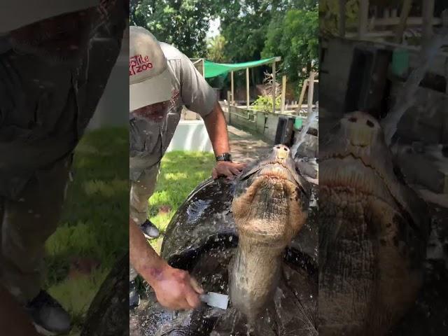 106 Year Old Galapagos Tortoise!  