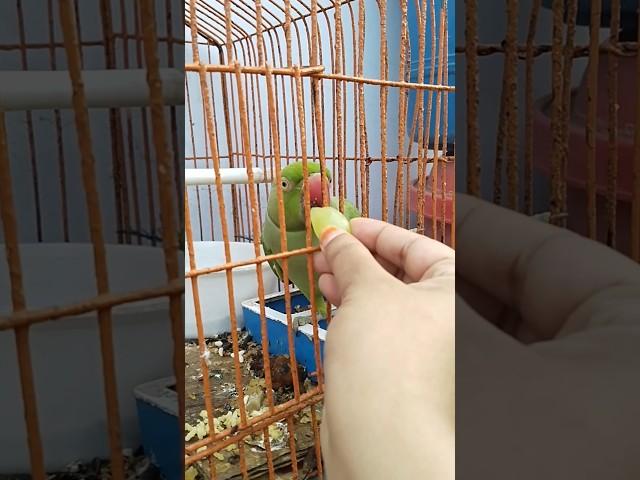 parrot is eating grape/bird videos compilation/try not to laugh#shorts#foryou