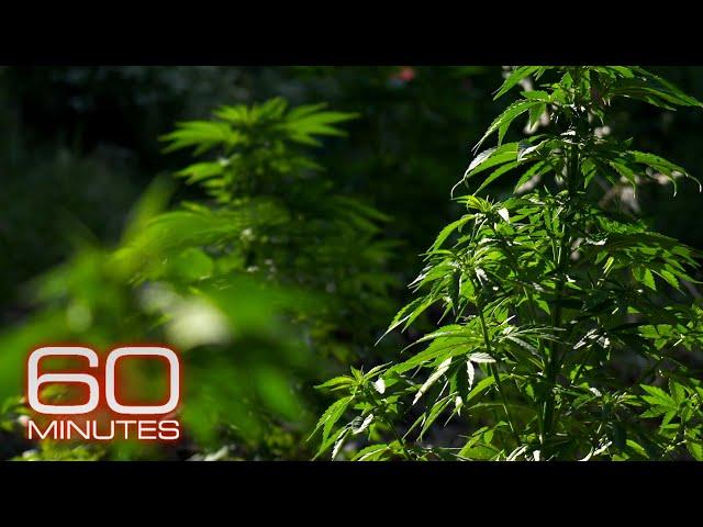 California's marijuana fields; Weed in Colorado; A new direction on drugs | 60 Minutes Full Episodes