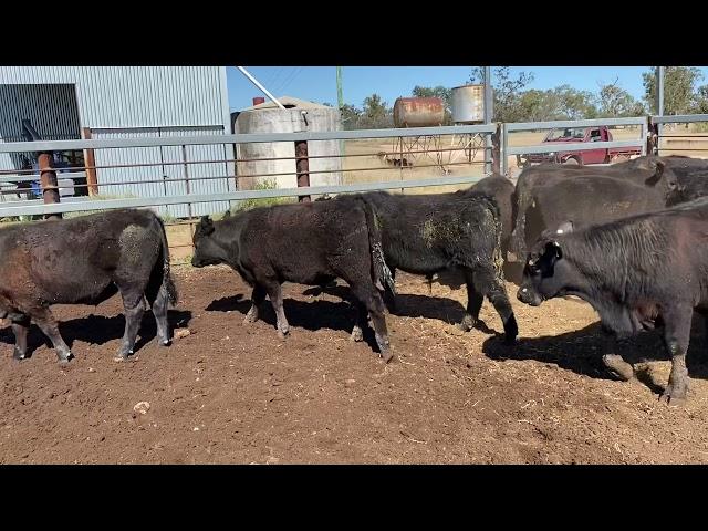 Corack Eu Angus steers 17/9/21