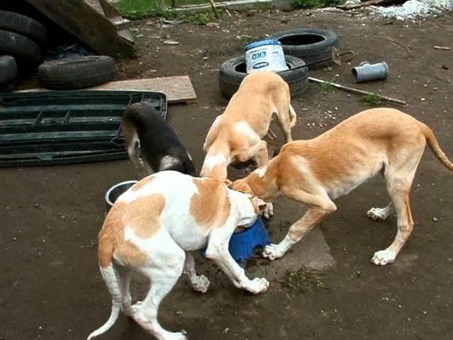 CHART POLSKI N Acalantis - Szczeniaczki piją w kółko - Puppies with water