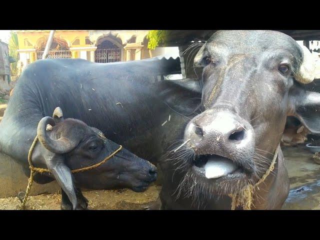 animal video | buffalo video | Village animal #baffalo #cow #animals #animalsounds #animalsvideo