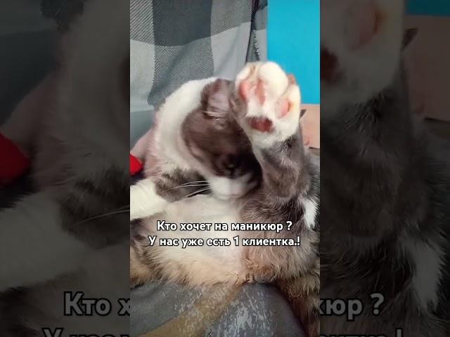 КОГО ЗАПИСАТЬ НА МАНИКЮР? #мурка#батон#котики#юмор#2025 .