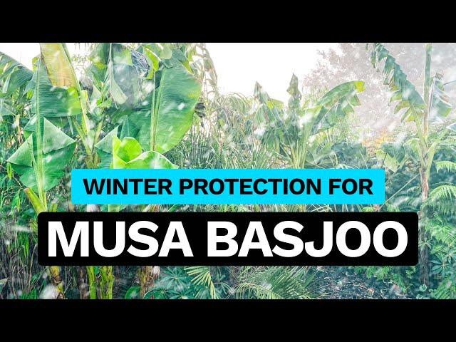 How to Protect Musa Basjoo Banana Plants for Winter UK - A Quick Guide