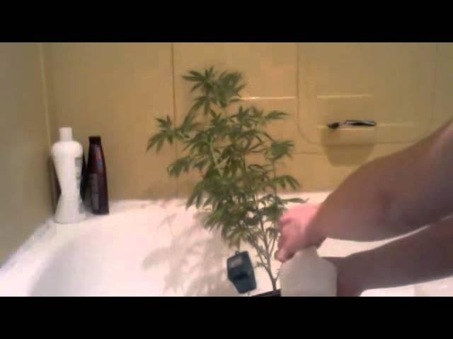 How to Neem your Marijuana plants