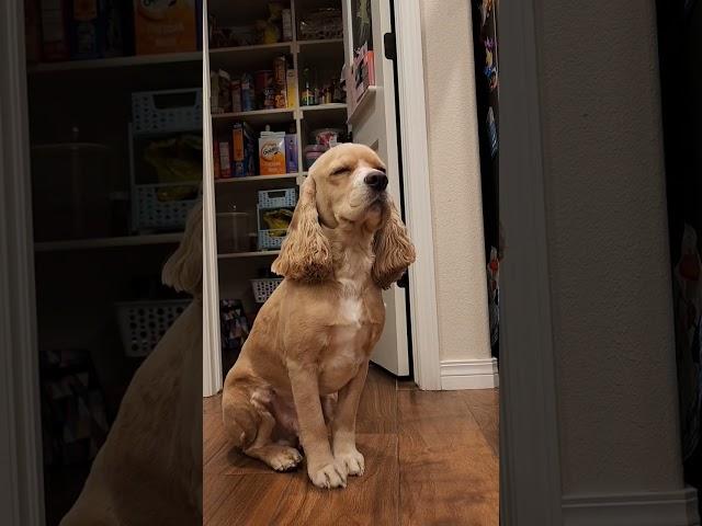 Nic is waiting for dinner #cockerspaniel #dogs #Nic