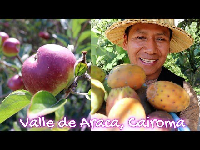 Así es la producción de FRUTAS, VERDURAS en Valle de Araca Tucurpaya - Cairoma, Loayza La Paz 