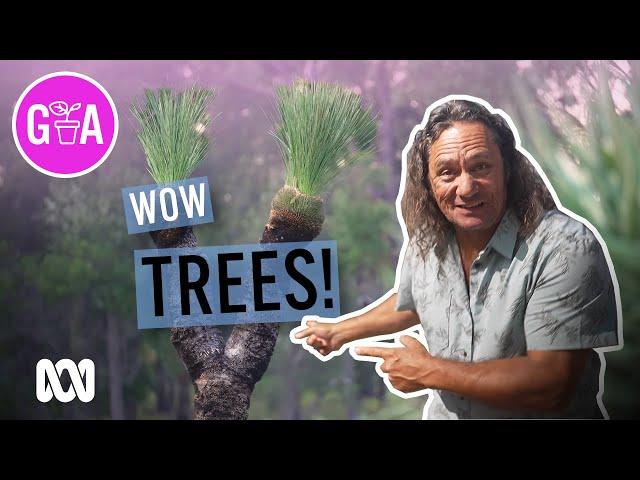 Top 5 Trees For Your Garden | Garden Design and Inspiration | Gardening Australia