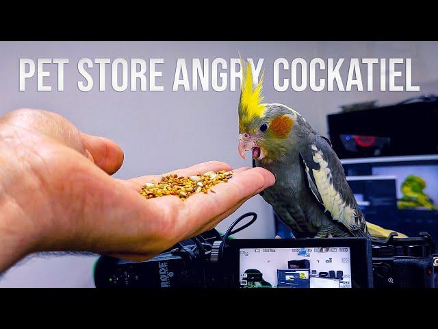 How to Tame a Cockatiel From the Pet Store?