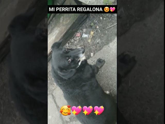 mi perrita regalona 