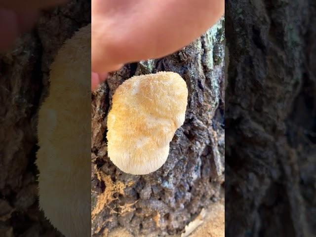 Очень полезный гриб в КК! Ежовик гребенчатый. Герициум erinaceus. Lions mane Hericium. Сыроежка