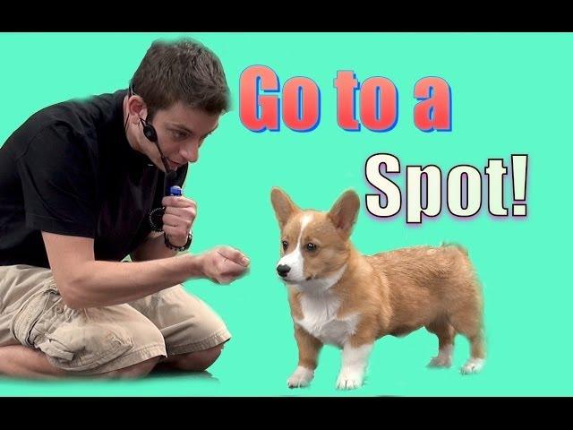 How To Teach Your Dog to Go to a Spot (Go to your mark)