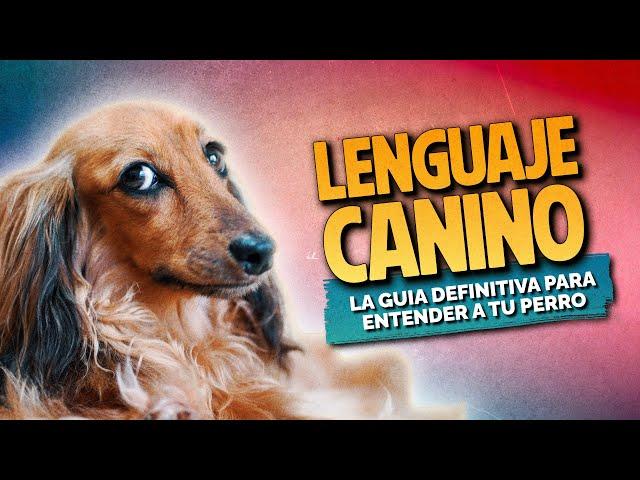 LENGUAJE CANINO: la guía definitiva para entender a tu perro #lenguajecanino #comunicacioncanina