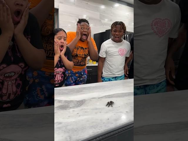 We found a tarantula spider in our new house ️