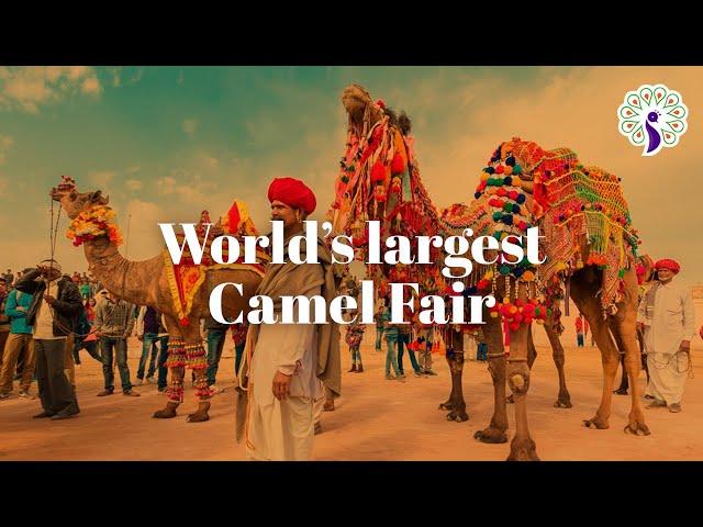 Pushkar Mela - World’s largest Camel Fair in Rajasthan