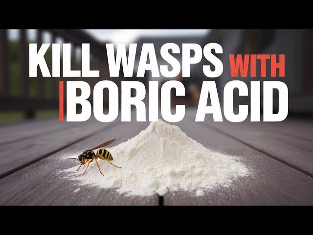 How to Kill Wasps with Boric Acid and Wasp Nest Decoy DIY