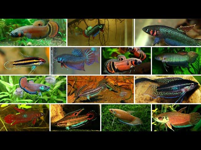 22 Types of Wild Betta Fish by Groups