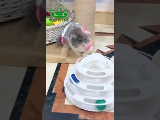 Cute Cat #short #cutcat #cats #cutecats #video #arh