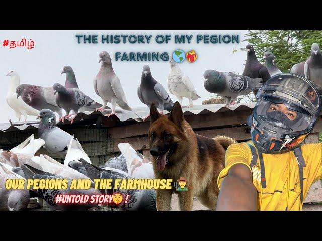 OUR PEGION AND THE FARM HOUSE  | UNTOLD STORY #tamil #homer #pigeon #pigeonhobby #mad