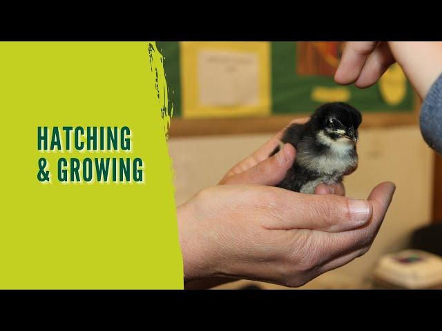 Chicks and Learning Hatch in the Classroom