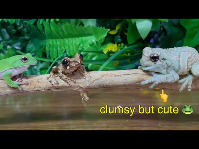 This is what happens when the world's clumsiest frog climbs a tree its name is milk！frog